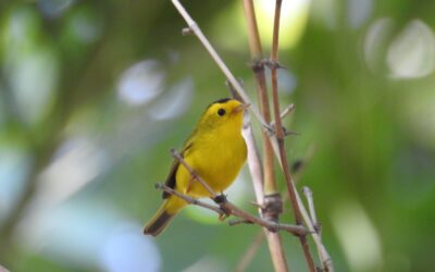 Jardín Botánico Culiacán y Parque Ecológico: espacios vitales para las aves migratorias