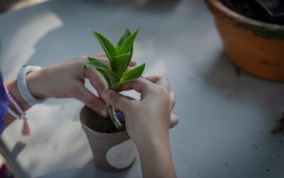 Recomienda Sociedad Botánica alternativas para mitigar la erosión del suelo y la escasez de agua