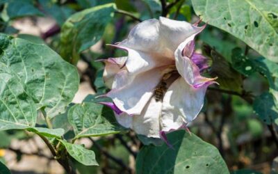 Descubre los mitos sobre el Toloache en la colección Jardín de los Sentidos